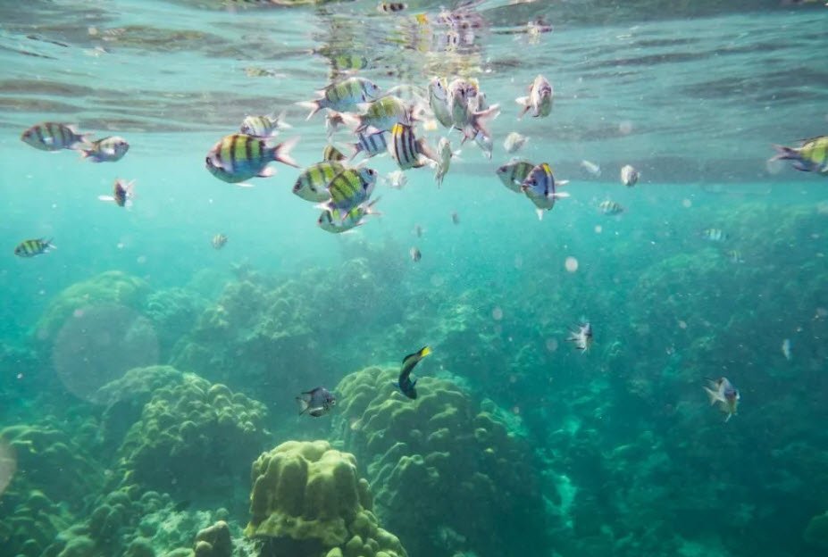 Ox Island Wildlife Sanctuary, South Andaman, Andaman and Nicobar Islands - Vushii.com Ox Island Wildlife Sanctuary, South Andaman, Andaman and Nicobar Islands - Vushii.com